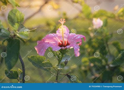 Red Chinese Rose Shoe Flower Or A Flower Of Red Hibiscus With Green