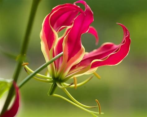 Most Exotic And Rarest Flowers Around The World