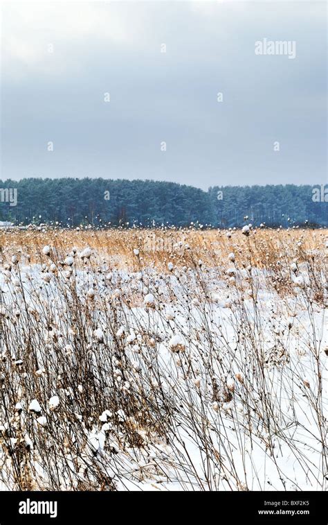 Winter landscape, Ukraine Stock Photo - Alamy