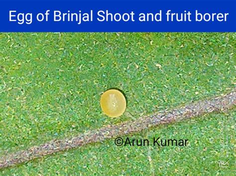 Egg Of Brinjal Shoot And Fruit Borer Leucinodes Orbonalis Download Scientific Diagram