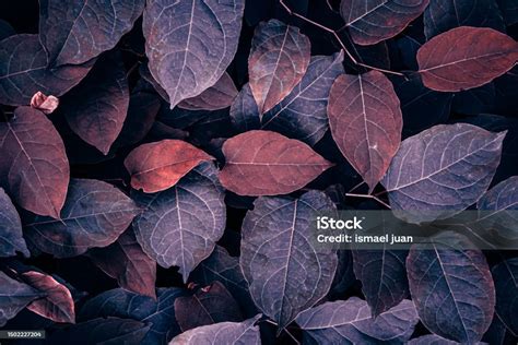 Red Japanese Knotweed Plant Leaves In Autumn Season Red Background