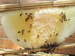 How and Why Honey Bees Make Wax - How beeswax is made - Making Beeswax