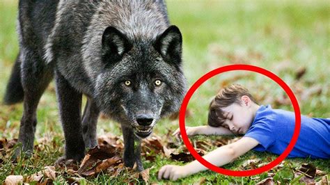 Boy Saved A Drowning Wolf One Day The Wolf Showed His Loyalty To The