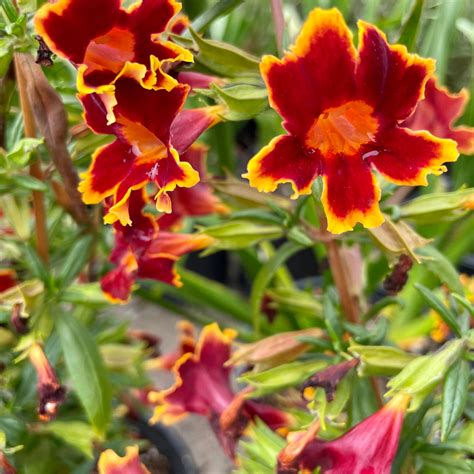 Jelly Bean Fiesta Marigold Monkeyflower Candj Gardening Center