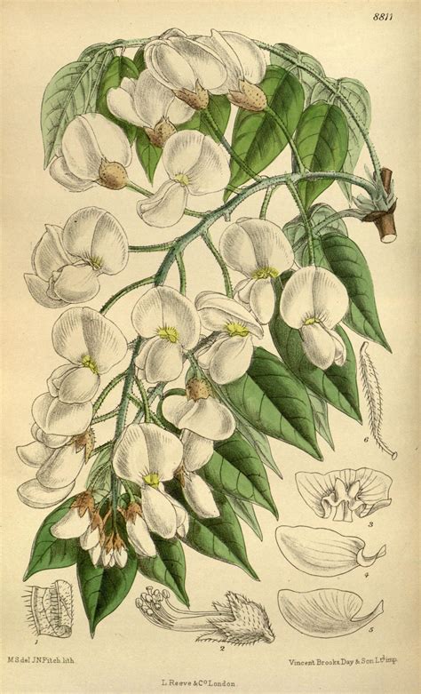Ботанический журнал Кертиса, или Цветочный сад Botanical illustration ...