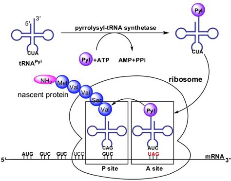 Figure 1 From Pyrrolysyl Trna Synthetase An Ordinary Enzyme But An