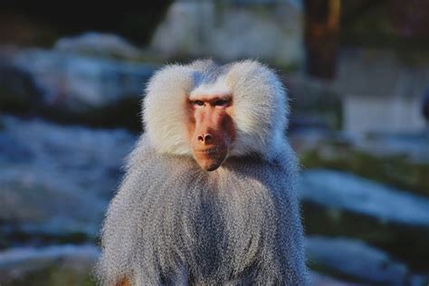 photo  monkey  stock photo