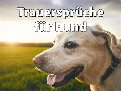 Trauersprüche Hund Tröstende Worte zum Abschied Beileid