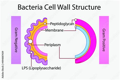 Diagram Of Gram Negative And Gram Positive Bacteria Cell Wall