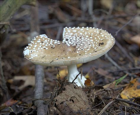 Мухомор пантерный (Amanita pantherina) фото и описание
