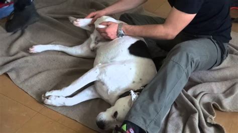 Stage Massage Canin Mon Chien Relax Au Club Canin De Beynes Youtube