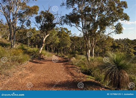 Red Dirt Track Through Australian Bush Stock Image Image Of Mundy