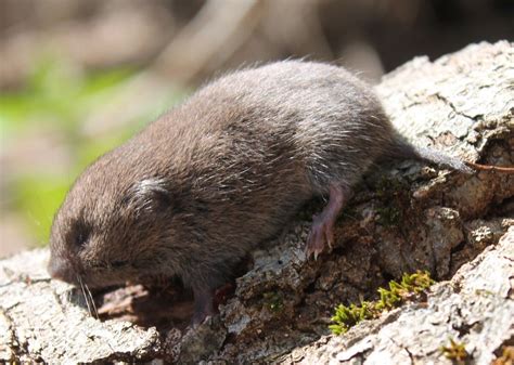 Microtus pinetorum-Woodland Vole | Wildlife of the American South Wiki ...