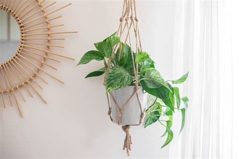 Macrame Plant Hanger Diy