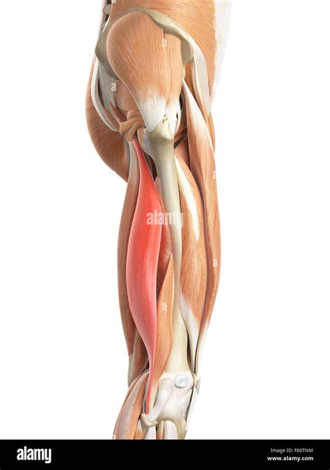 Biceps Femoris Muscle Hi Res Stock Photography And Images Alamy