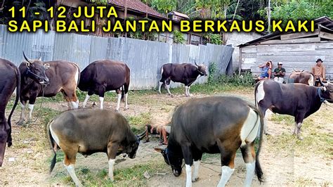 Juta Harga Sapi Jantan Di Musim Kemarau Sapi Bali Jantan Cow