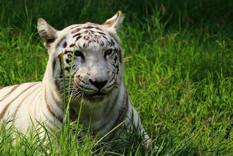 Exploring White Tigers Rare And Enigmatic Species Travlean