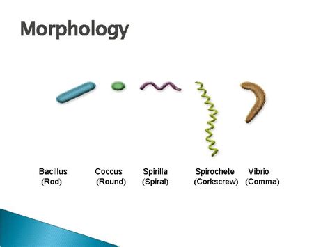 The Grapes of Staph Modern Prokaryotic Classification Eubacteria