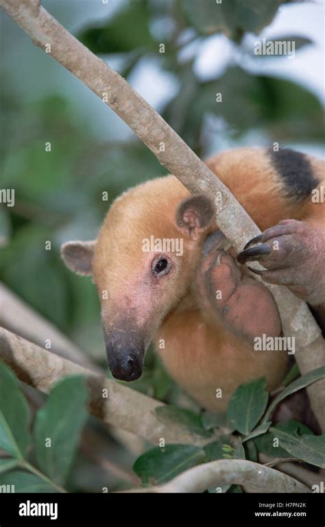 Sur De El Oso Hormiguero Tamandua Tetradactyla Retrato En El árbol