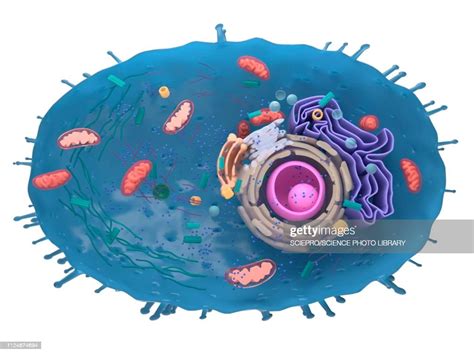 Illustration Of A Human Cell Crosssection High Res Vector Graphic