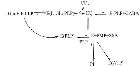 Microorganisms Free Full Text Glutamate Decarboxylase From Lactic Acid Bacteria—a Key Enzyme