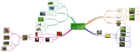 Imindmap Svt Me La Reproduction Des Plantes Mind Map Biggerplate