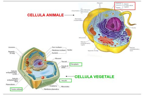 Cellula Procariotica E Eucariotica