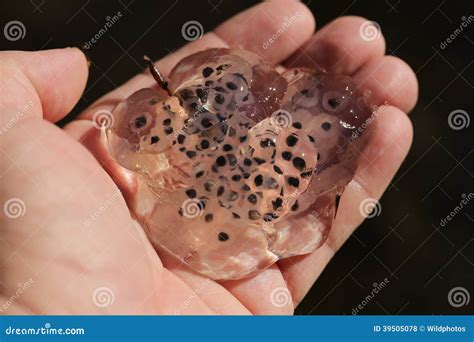 Salamander Egg Mass Stock Photo Image 39505078