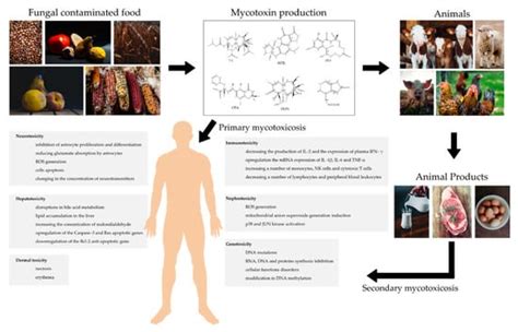 IJMS Free Full Text Molecular Aspects Of MycotoxinsA Serious