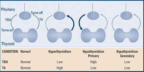 Thyroid Function Tests American Thyroid Association