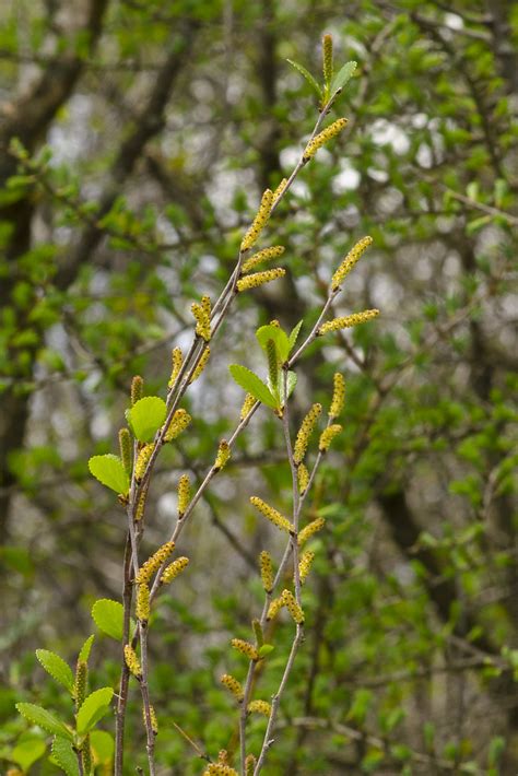 Betula Pumila Dwarf Birch Or Bog Birch Betulaceae Flickr