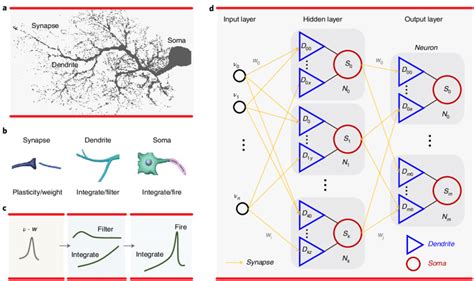 Overview Of The Biological And Artificial Neural Networks With