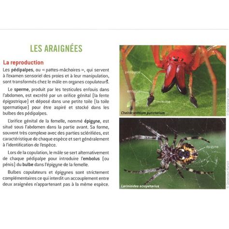 L indispensable guide des araignées communes de France et autres arachnides