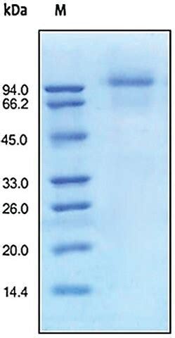 Del Egfr Erbb Human Merck Life Sciences Thailand