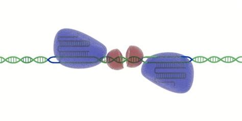 A PiggyBac Mediated Transgenesis System For The Temporary Expression Of