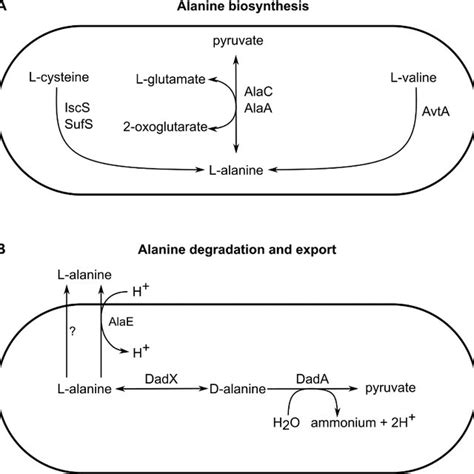 Figure S8 Key Pathways In Alanine Metabolism A Alanine Biosynthesis