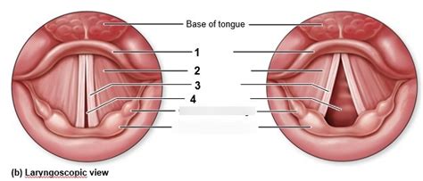 Vocal folds Diagram | Quizlet