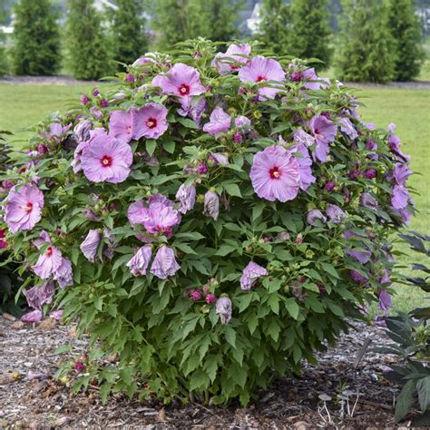 Summerific® Lilac Crush Hibiscus Garden Crossings