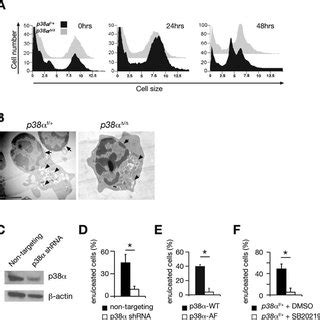 Deregulated differentiation in p38α deficient erythroblasts A Cell