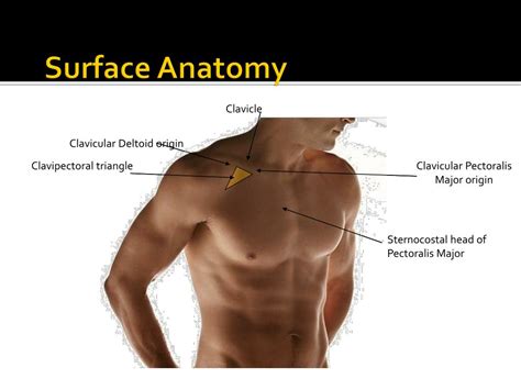 Glenohumeral Anatomy