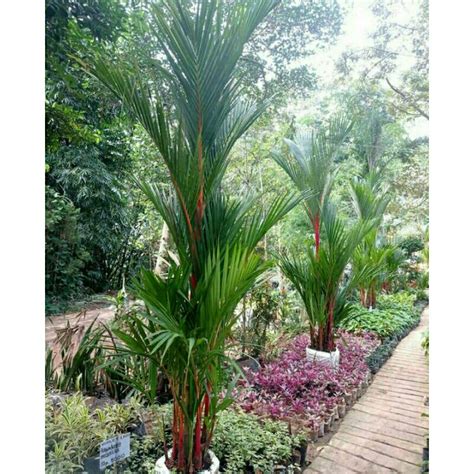 Jual Palem Merah Pinang Merah Tanaman Palm Pohon Palem Merah Asli