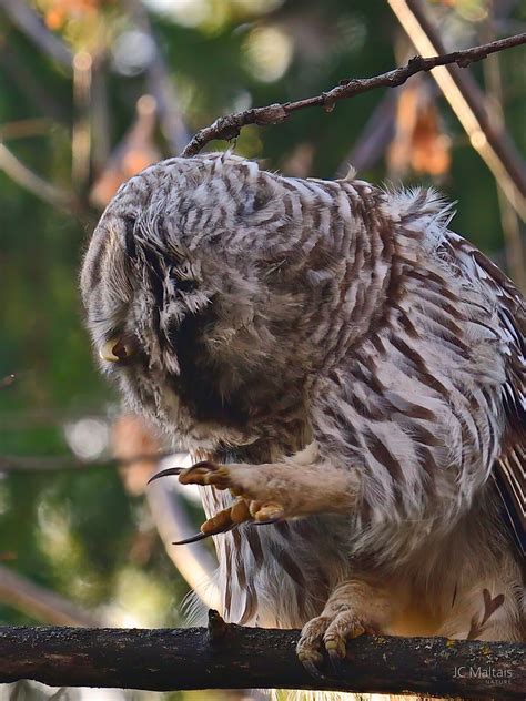 Chouette rayée Barred Owl Jean Claude Maltais Flickr