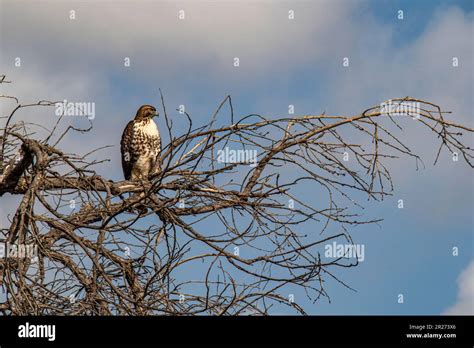 Red Tailed Hawk Sepulveda Basin Recreation Area San Fernando Valley