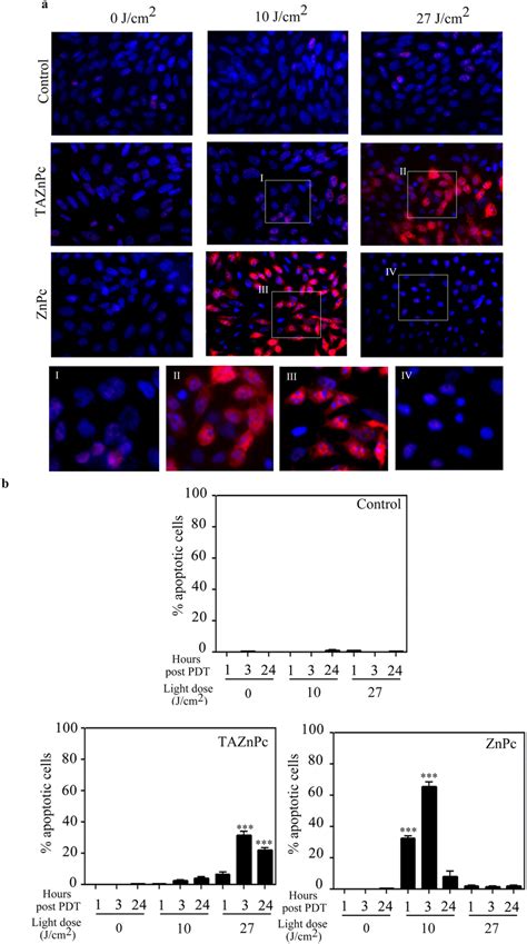 Apoptosis Induction Nuclei Fragmentation And Caspase 3 Activation