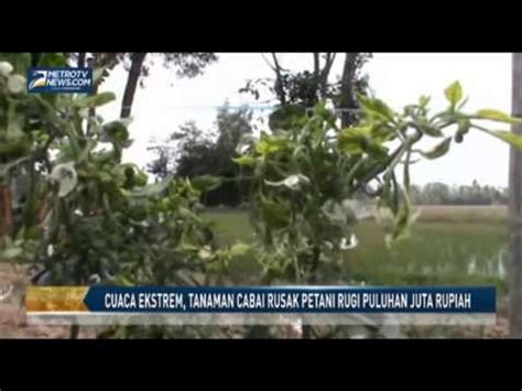 Cuaca Ekstrem Tanaman Cabai Rusak Petani Rugi Puluhan Juta Rupiah