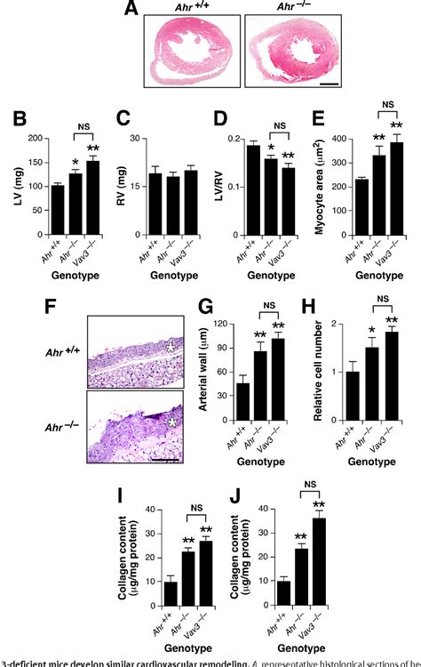 Figure 2 From Transcriptional Factor Aryl Hydrocarbon Receptor Ahr