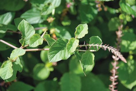 Medicinal Plants Of Dwarka Achyranthes Aspera