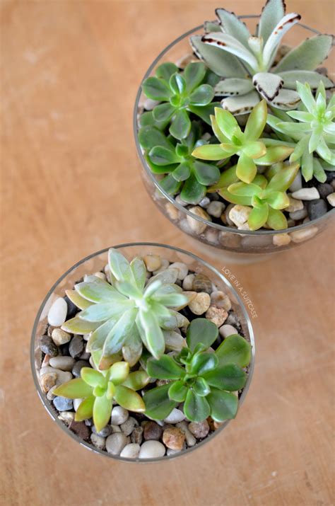 DIY Succulent Planters - Simply Whisked