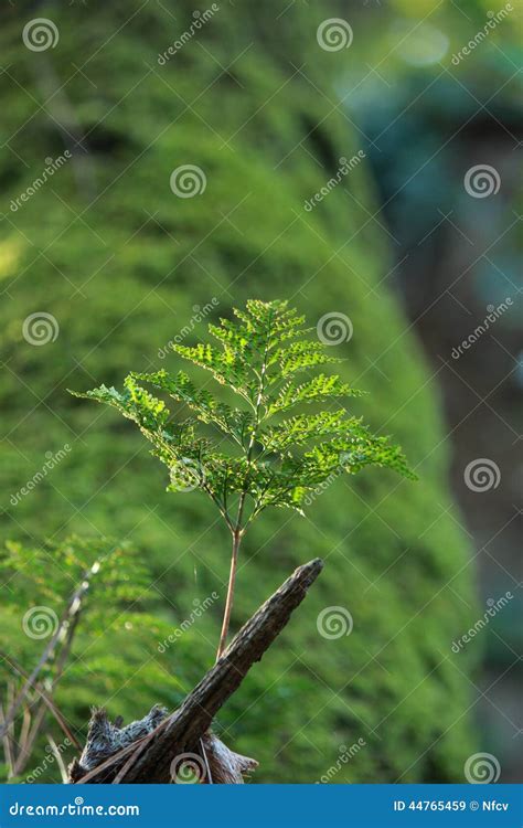 Single Straw Detail Stock Image Image Of Straw Blured 44765459