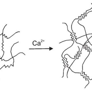 Pdf Methods Of Extraction Physicochemical Properties Of Alginates